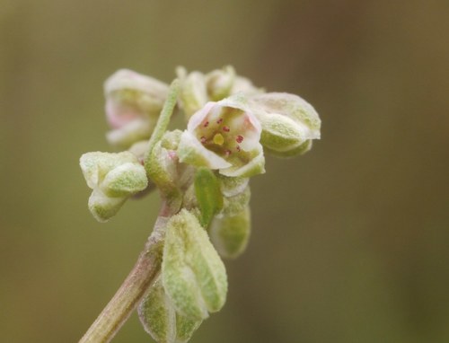 Fallopia convolvulus (Black bindweed) — photo