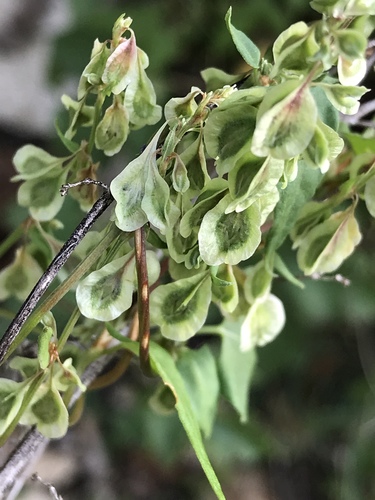 Fallopia dumetorum (Climbing False Buckwheat) — photo