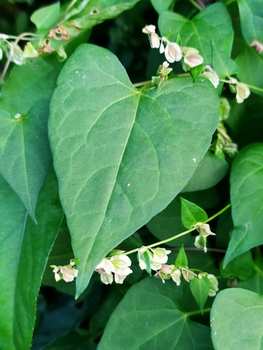 Fallopia dumetorum (Climbing False Buckwheat) — photo