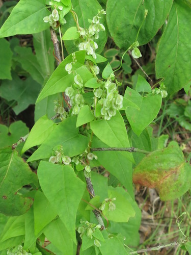 Fallopia dumetorum