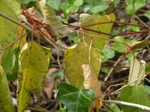 Fallopia japonica (Japanese knotweed) — photo