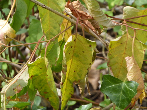 Fallopia japonica (Japanese knotweed) — photo