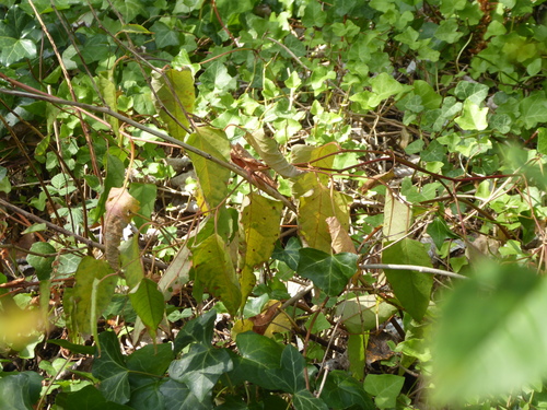 Fallopia japonica