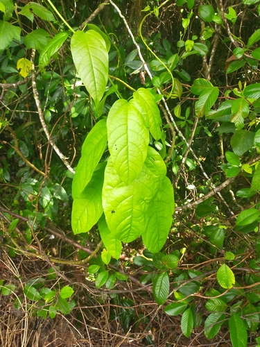 Faradaya splendida (October glory) — photo