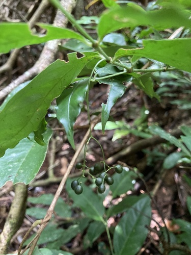Faramea capillipes — photo