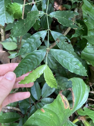 Faramea capillipes