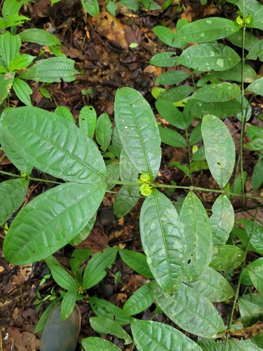 Faramea guianensis — photo