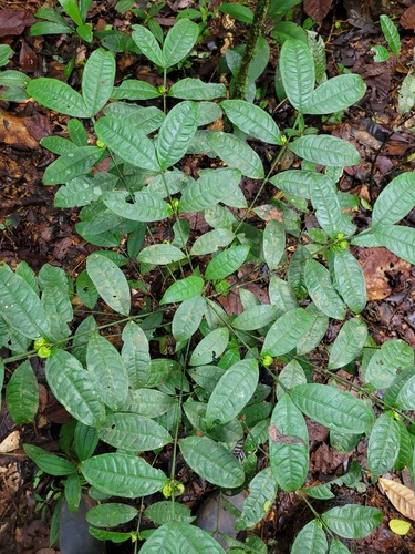 Faramea guianensis — photo
