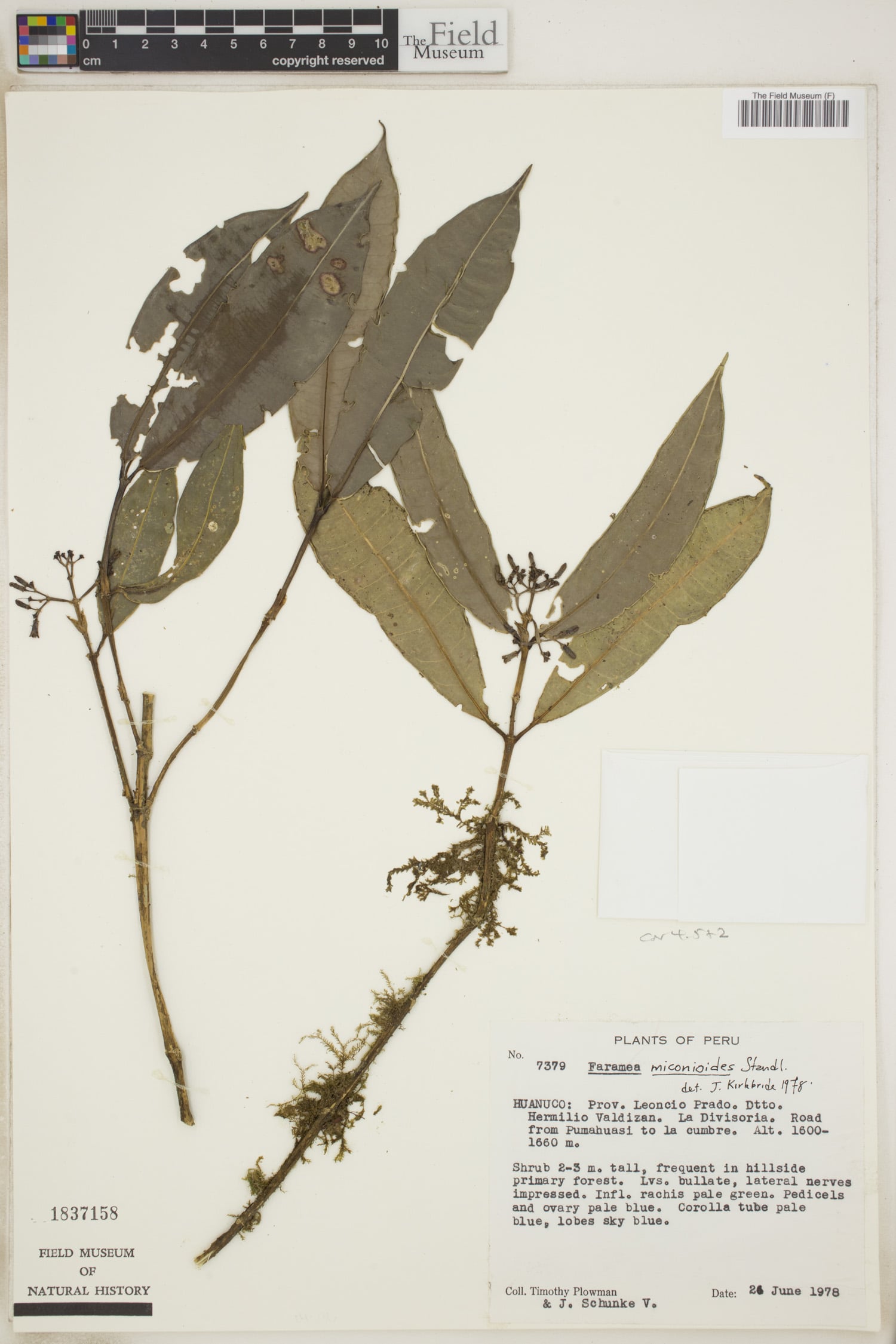 Faramea miconioides
