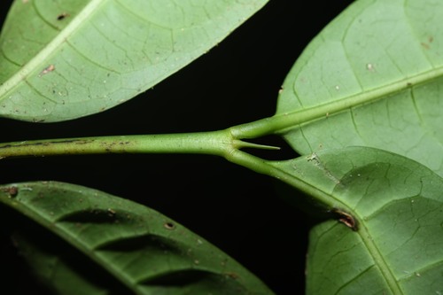 Faramea multiflora (Many flower faramea) — photo