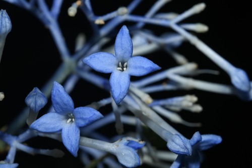 Faramea multiflora