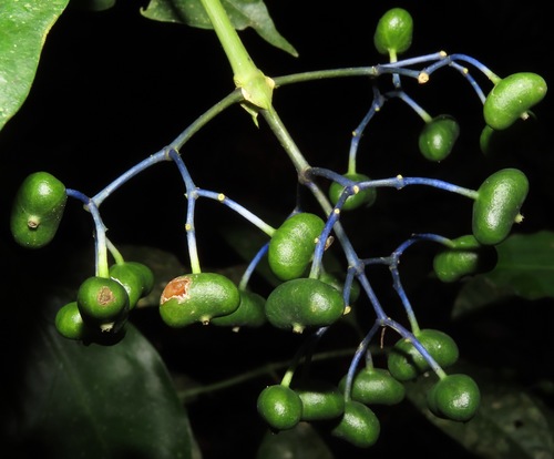 Faramea torquata