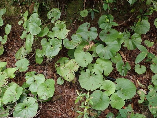 Farfugium japonicum (Leopard plant) — photo