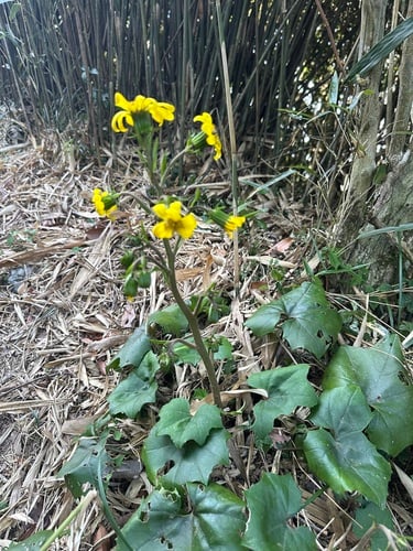 Farfugium japonicum (Leopard plant) — photo