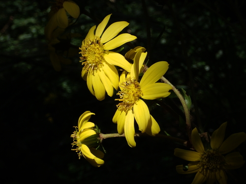 Farfugium japonicum