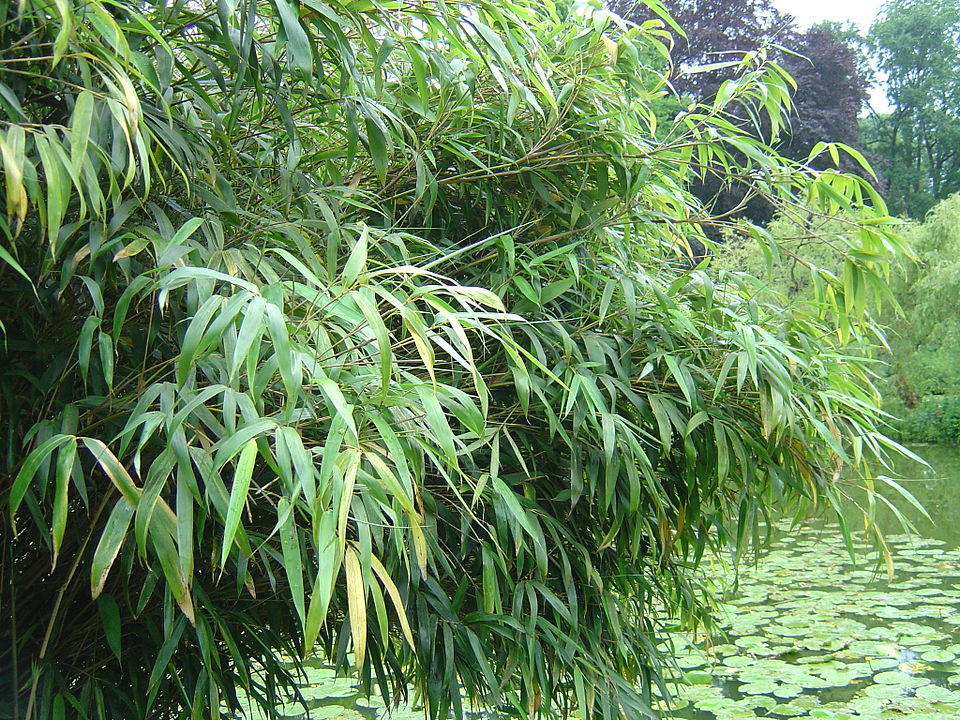 Fargesia exposita (Lu she jian zhu) — photo