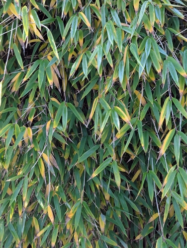 Fargesia murielae (Shen nong jian zhu) — photo