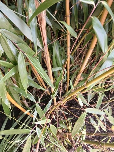Fargesia robusta (Guai gun zhu) — photo