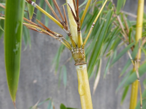 Fargesia robusta