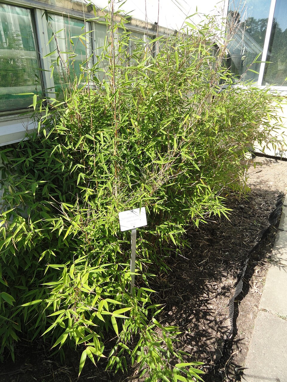 Fargesia spathacea (Giant panda bamboo) — photo