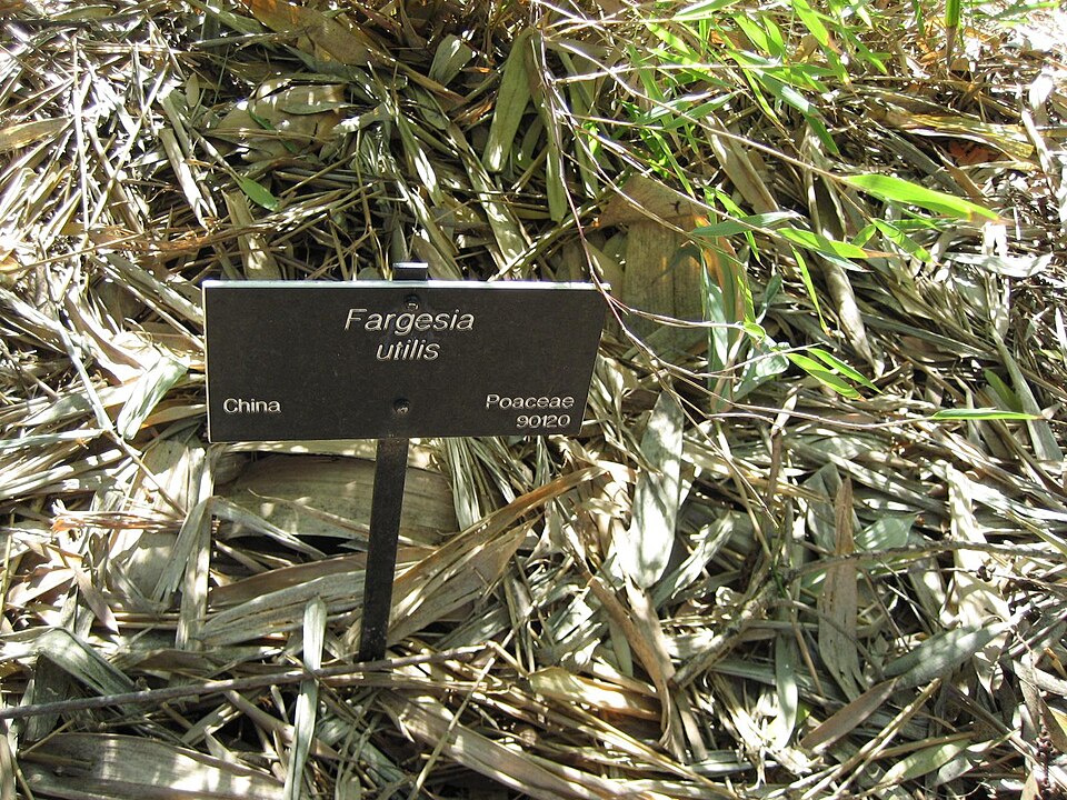 Fargesia utilis (San ba zhu) — photo