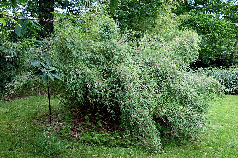 Fargesia utilis
