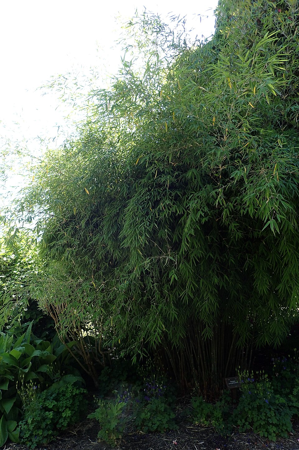Fargesia yulongshanensis (Yu long shan jian zhu) — photo