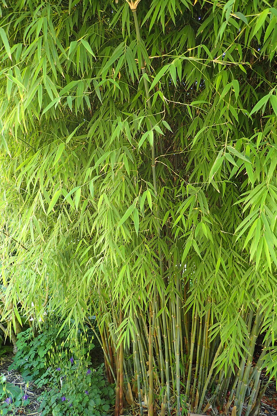 Fargesia yulongshanensis