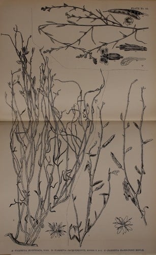 Farsetia jacquemontii
