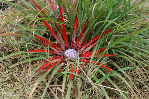 Fascicularia bicolor — photo
