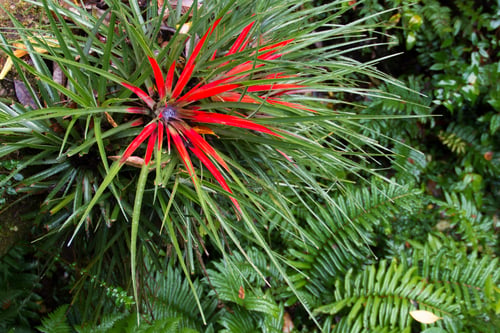 Fascicularia bicolor — photo