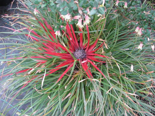 Fascicularia bicolor