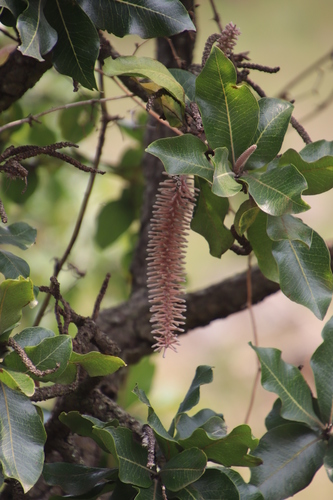 Faurea rochetiana