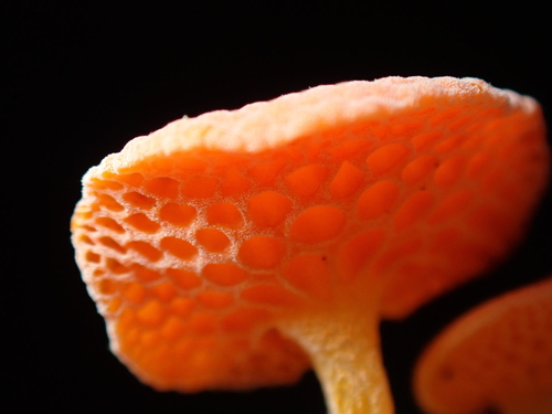 Favolaschia calocera — photo