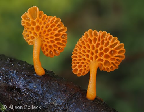 Favolaschia calocera — photo