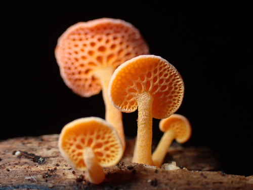 Favolaschia calocera