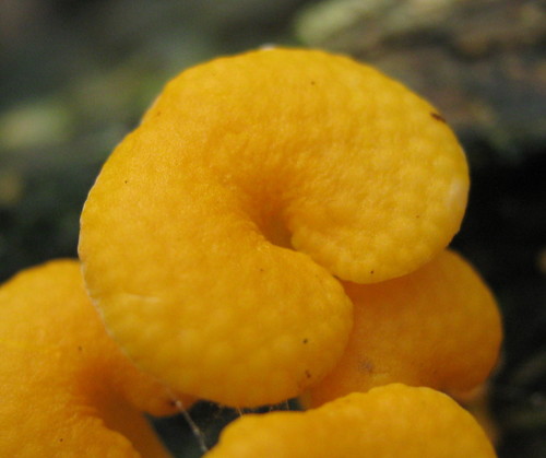 Favolaschia thwaitesii — photo