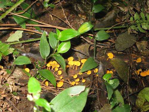 Mycenaceae
