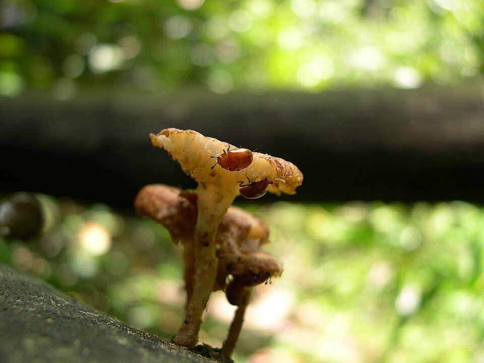 Favolus arcularius