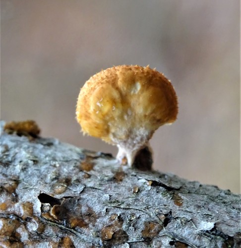 Favolus europaeus (mushroom) — photo