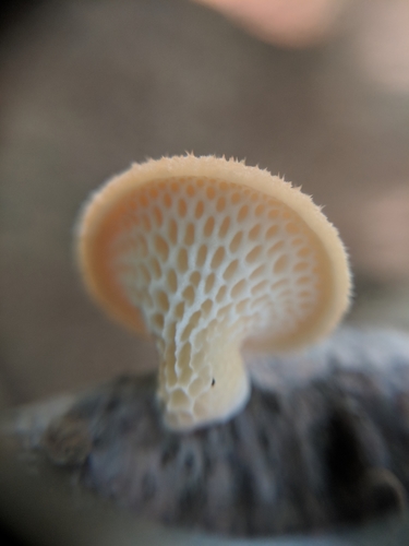 Favolus europaeus (mushroom) — photo