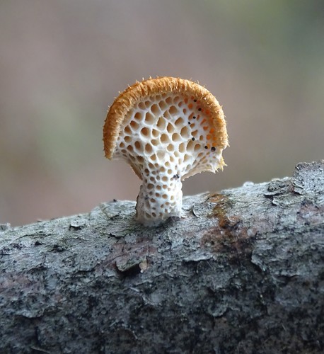 Favolus europaeus