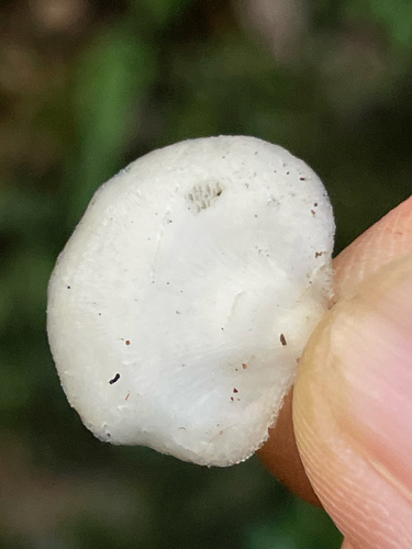 Favolus spatulatus — photo