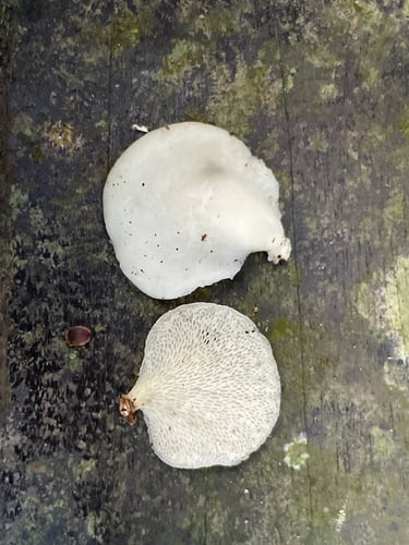 Favolus spatulatus — photo
