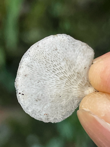 Favolus spatulatus