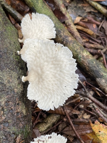Thelephoraceae