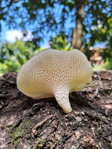 Favolus tessellatus — photo