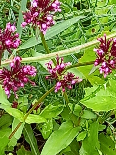 Fedia cornucopiae (African Valerian) — photo