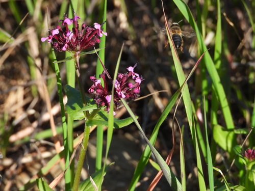 Fedia cornucopiae (African Valerian) — photo