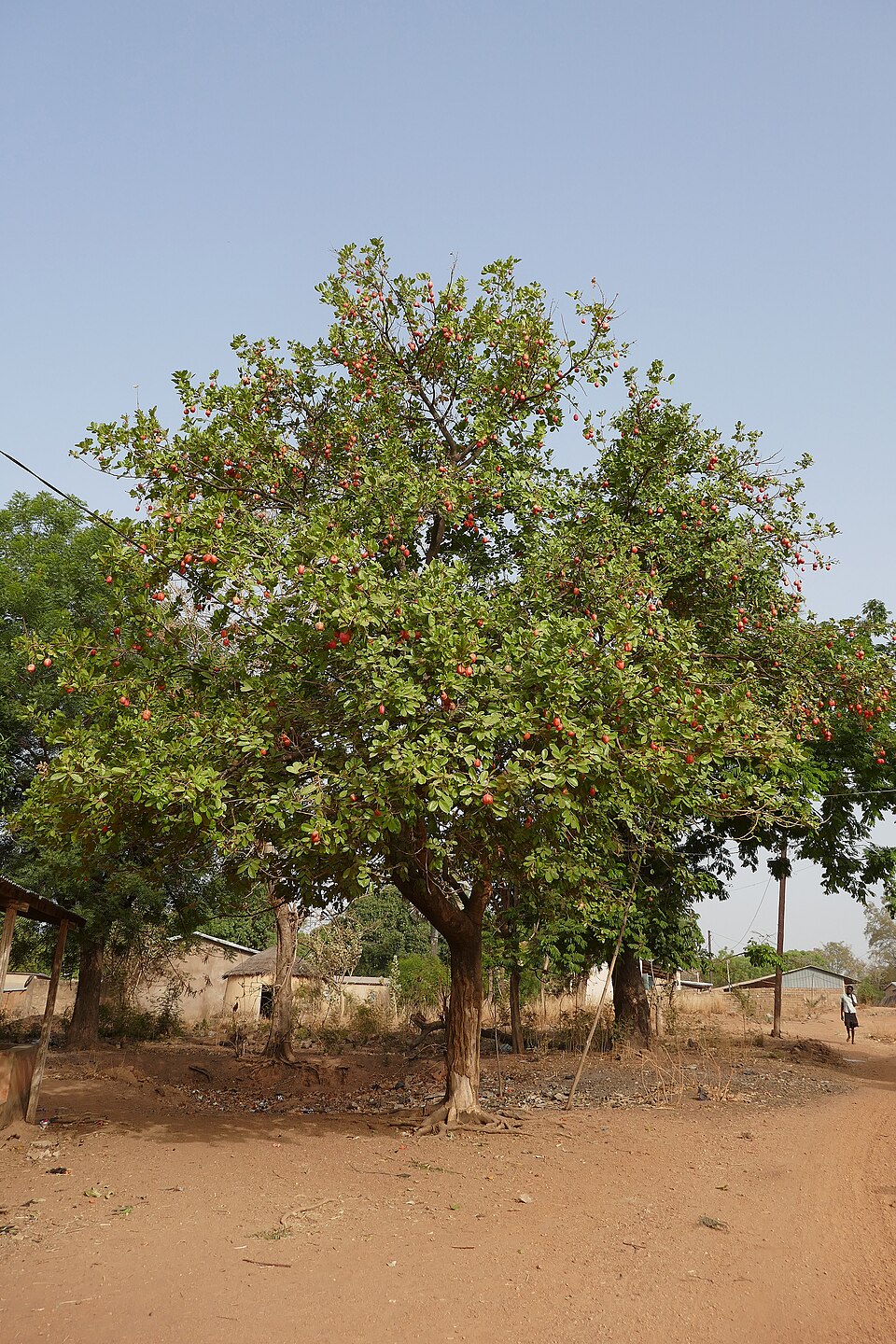 Fegimanra africana (White oak) — photo